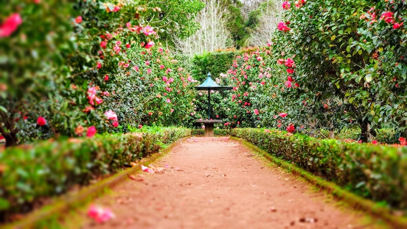 Gartenweg mit Begruenung